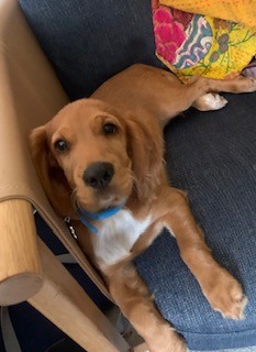 Ruby the therapy dog at Chalk Hill