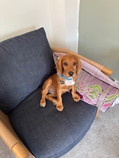 Ruby the therapy dog at Chalk Hill