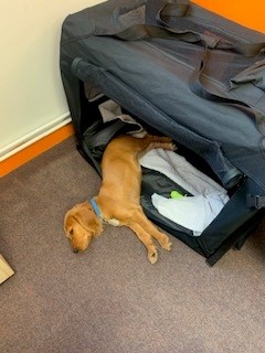 Ruby the therapy dog at Chalk Hill