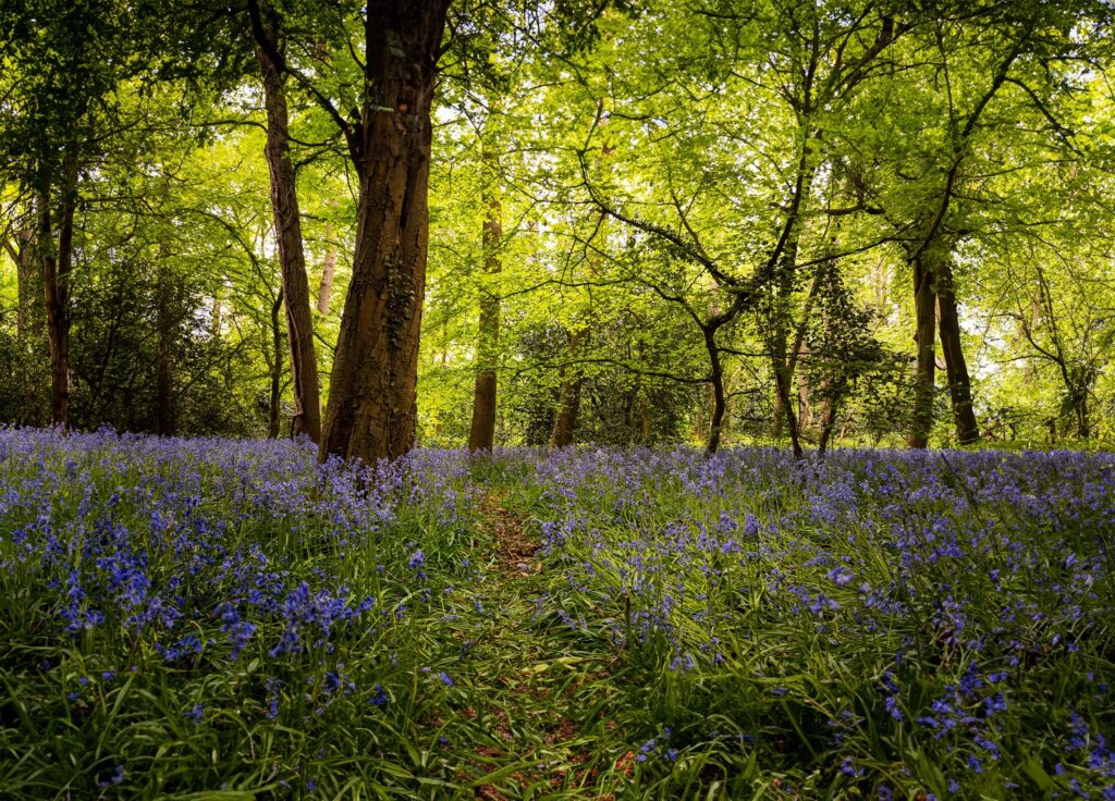 A serene woodland scene with a carpet of bluebells under lush green trees, capturing the beauty of spring.