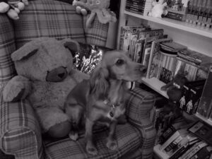 Ruby the therapy dog