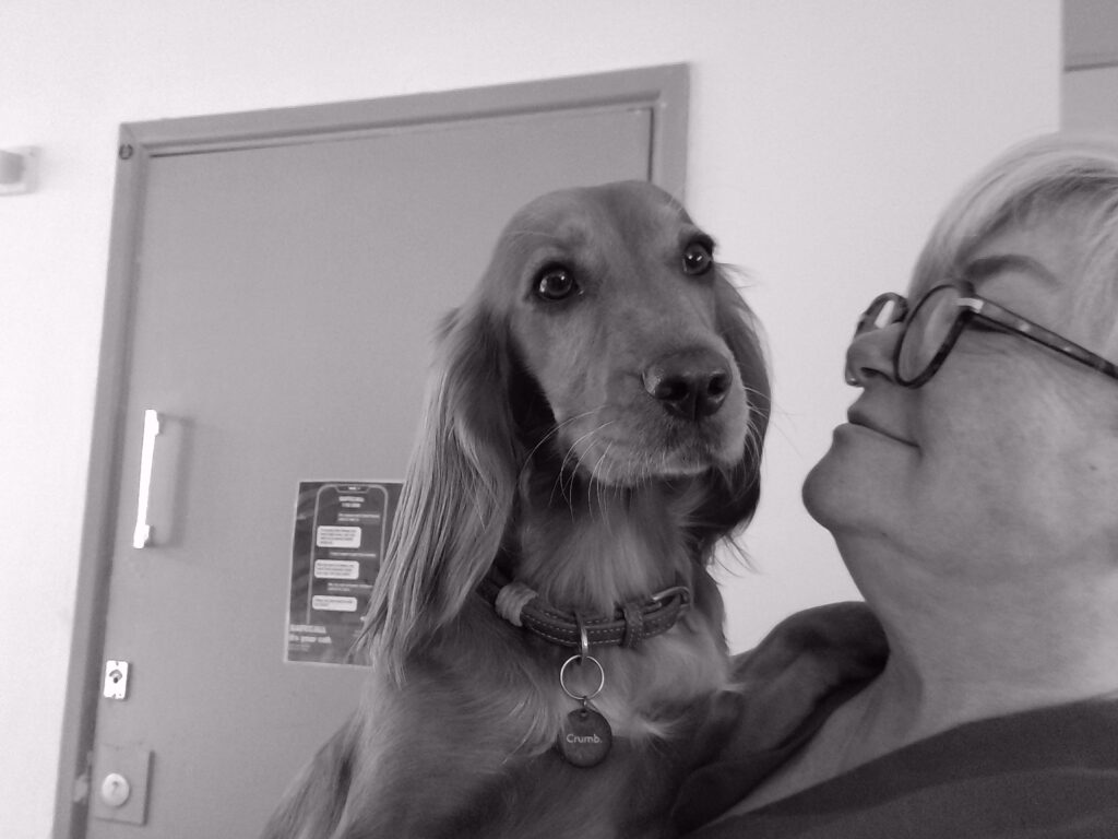 Ruby the therapy dog