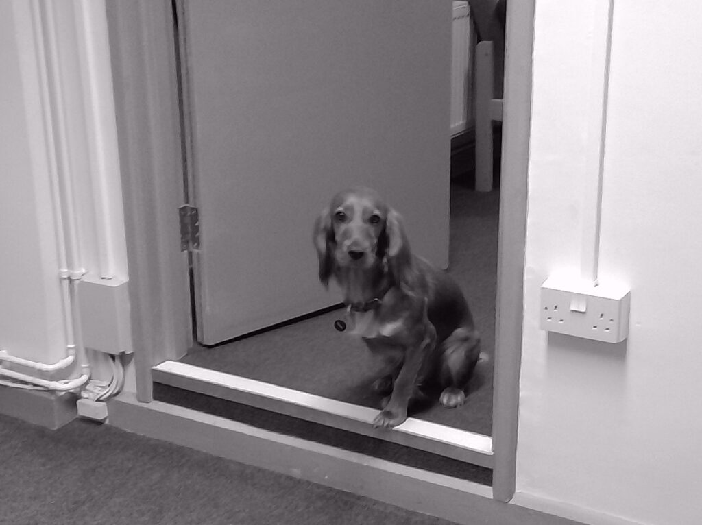 Ruby the therapy dog
