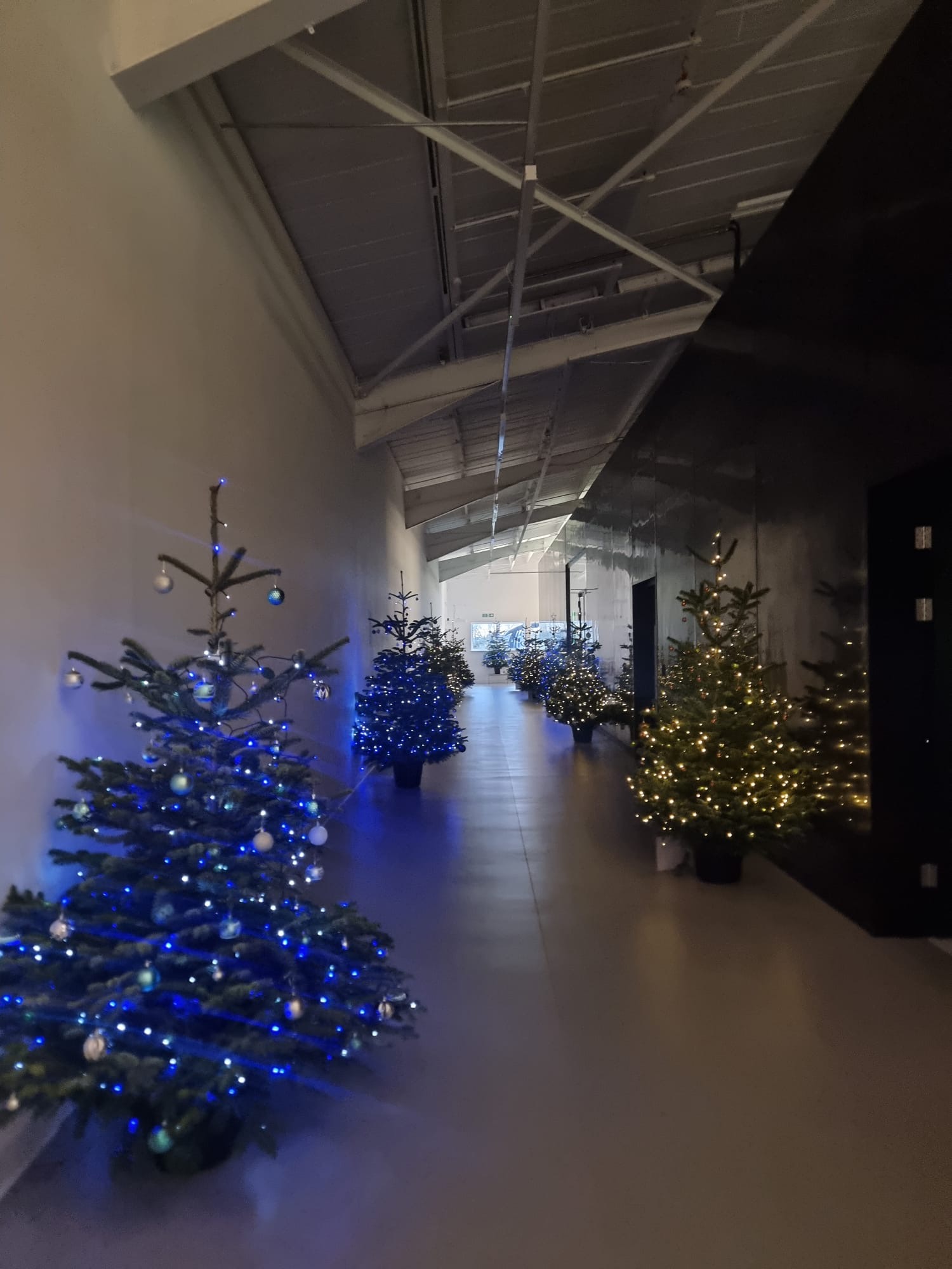 Christmas Trees around the XR lab
