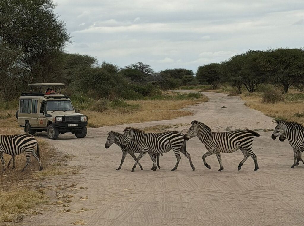 Whilst in Tanzania, the students also went on a mini safari trip