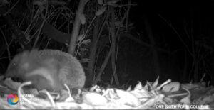 hedgehog