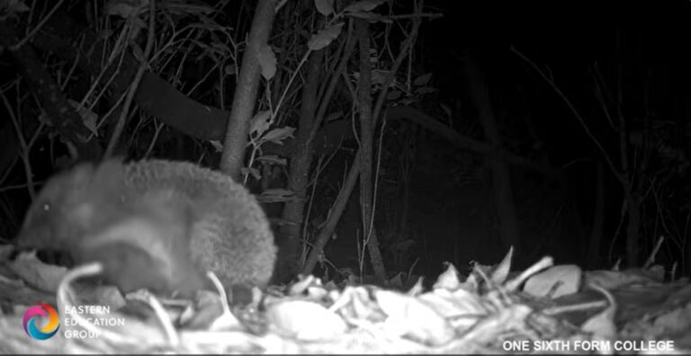 hedgehog
